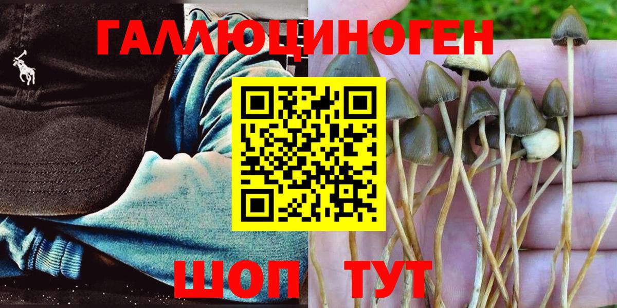 Котовск  Галлюциногенные грибы GOLDEN TEACHER  Вход с VPN  купить наркотики цена  Галлюциногенные грибы Psilocybine cubensis 